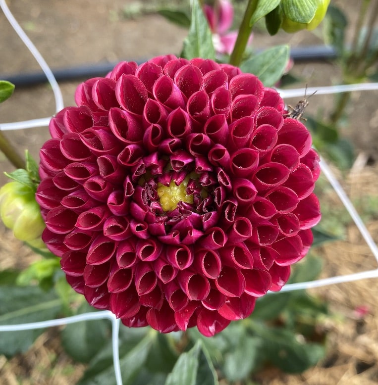 Dahlia Ball - Image 3