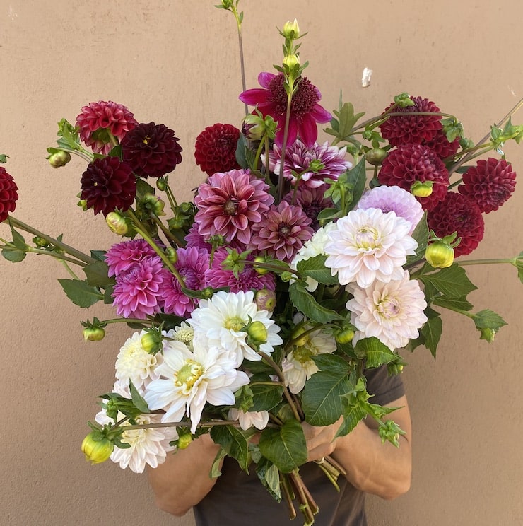 Dahlia Ball - Image 4