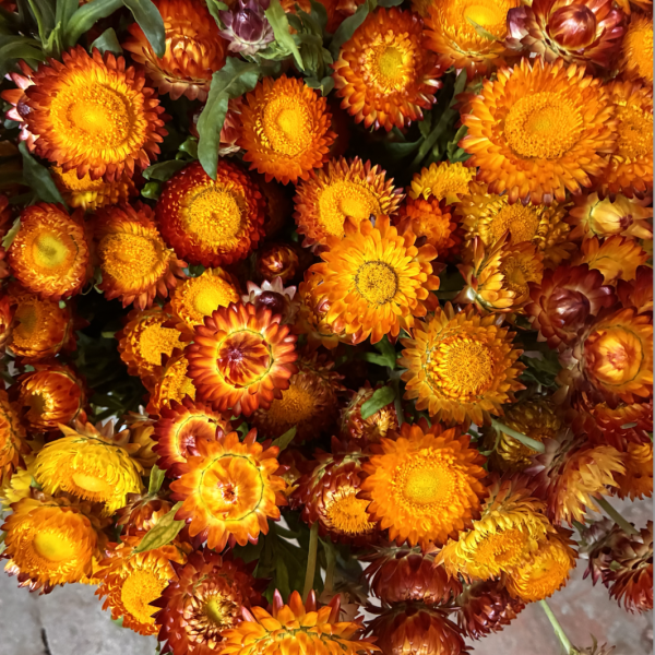 Strawflower
