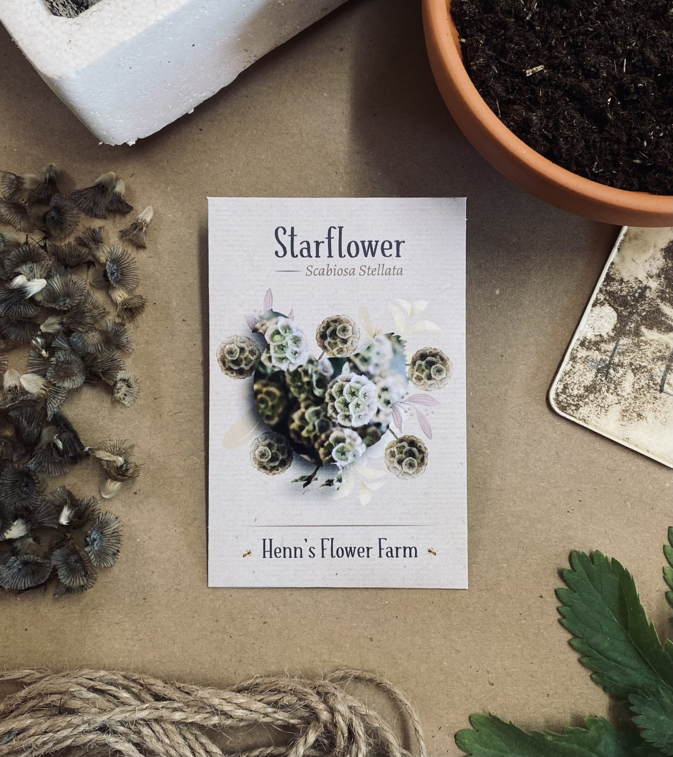 Starflower Seeds  Henns Flower Farm