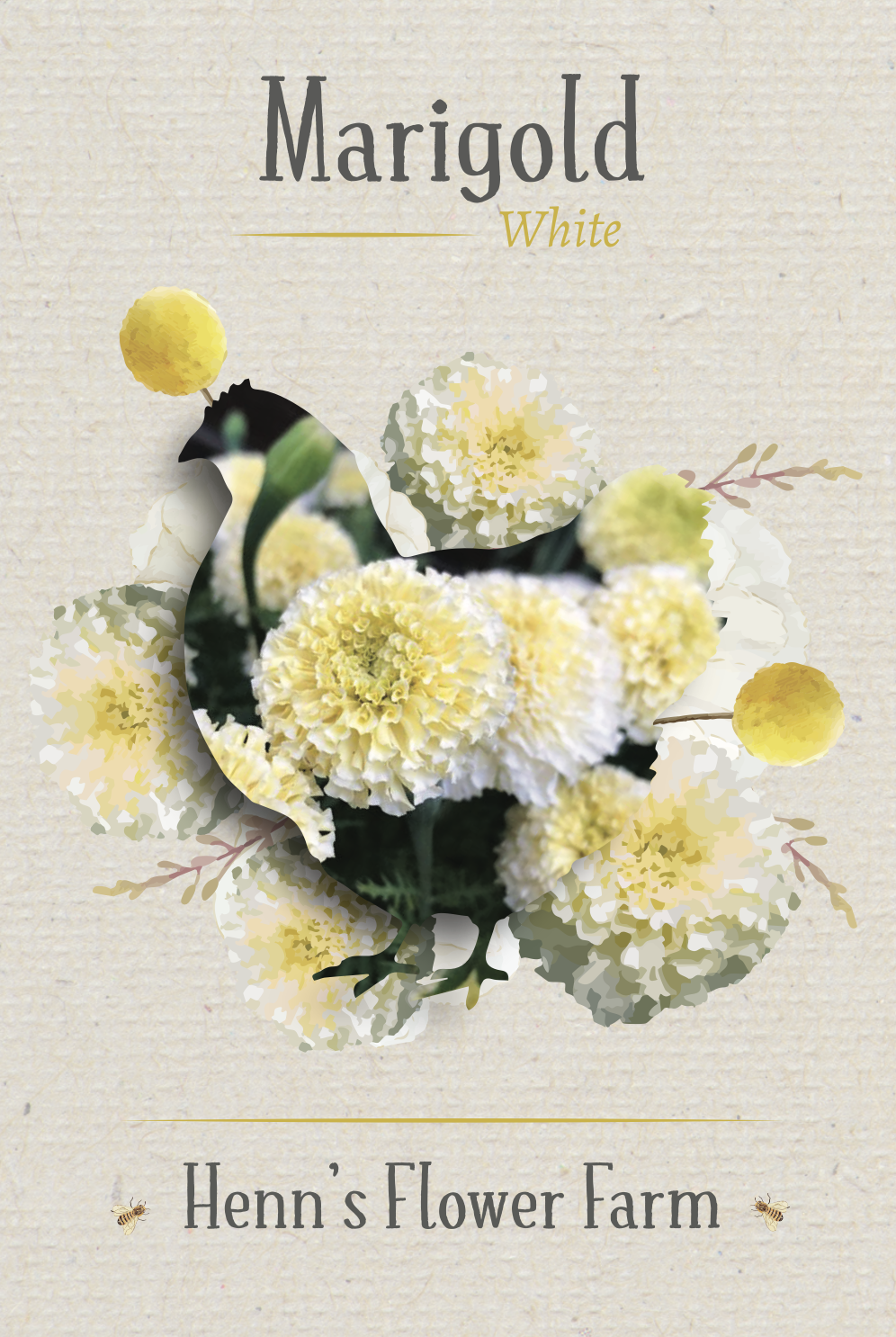 White Marigold Seeds - Image 3