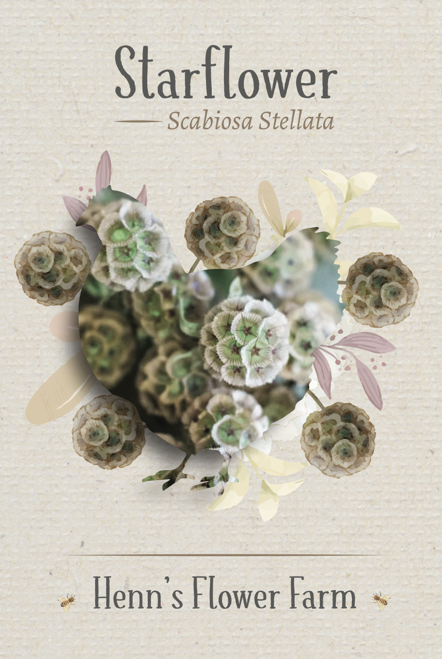 Starflower Seeds - Image 2