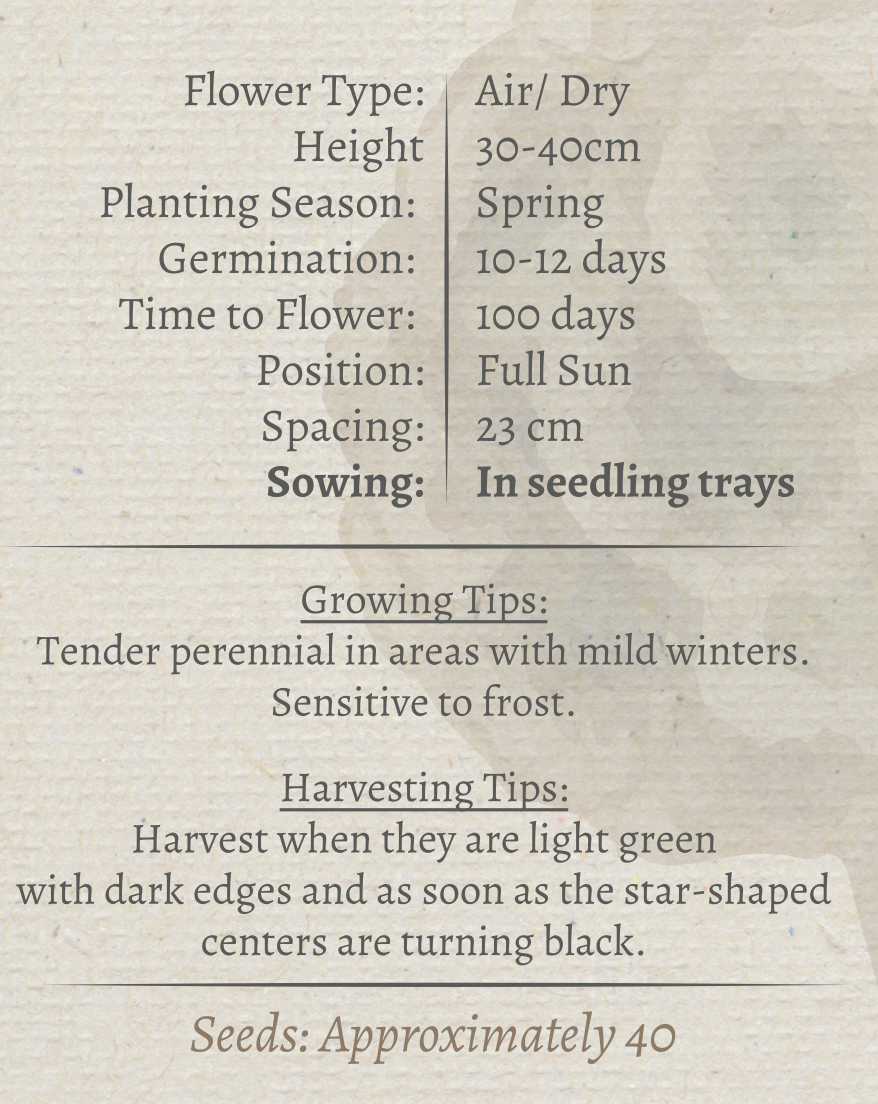 Starflower Seeds - Image 3