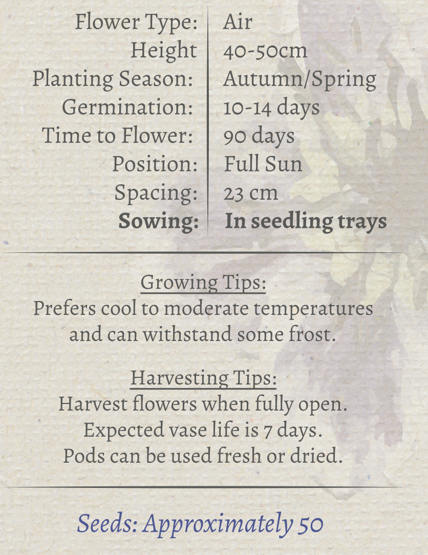 Nigela Seeds - Image 3