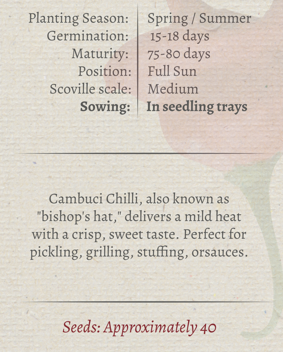 Chilli Camubuci Seeds - Image 3