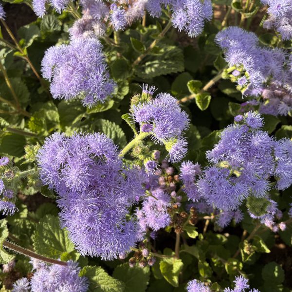 Floss Flower