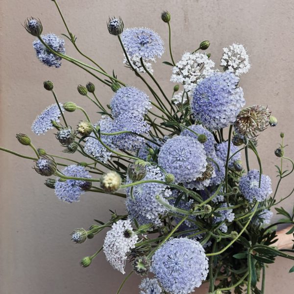 Didiscus