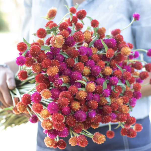 Gomphrena