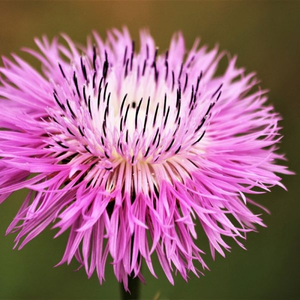 Basket Flower